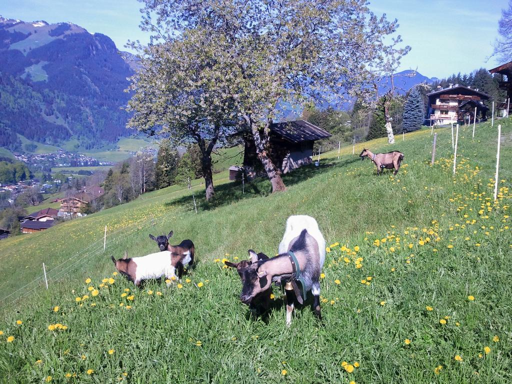 Hof Hamoos Lejlighed Kitzbühel Eksteriør billede
